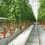 Steel Frame Garden Tomato Greenhouse Hydroponic Container System Dutch Bucket