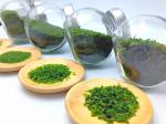 Variety Green Seaweed NORI Powder Flakes Ao Nori Ko Food Grade with Crispy