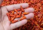 Red Yidu Chili Tianying Jinta Chili American Red Chilli New Crop FDA HACCP ISO