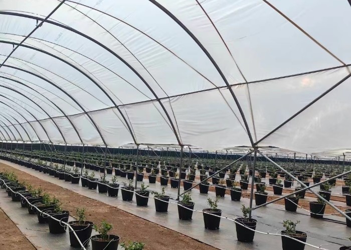 Multi-Span Structure Greenhouse Commercial Modern Bluberry Hoop Green House With Film Covering