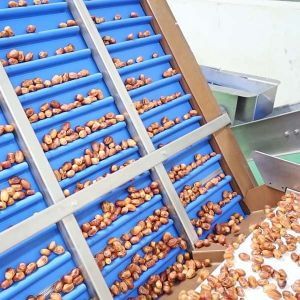 Advanced Sorting Precision 2.0 Tons Capacity 8-Lane Palm Dates Sorting Machine