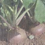High Density Polyethylene Insect Protection Netting / Plastic Mesh Netting FDA
