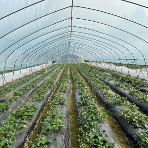 Galvanized Steel Structure PE Plastic Tunnel Greenhouse Polyethylene Film