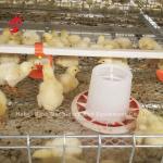A/H Type Pullet Chicken Cage Baby Chicks Brooding Cage Mia