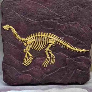China Outdoor Dinosaur Skeleton Replica Model Life Size RoHS Approved factory
