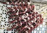 Iqf Seasoned Squid Tentacle 10 Kg Net Weight Shelf Life 24 Months