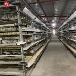 Galvanized Steel Broiler Poultry Farm Equipment H Type 10000 Birds Battery