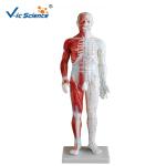 46cm Human Acupuncture Model