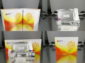 China High Sensitive CGRP Rat ELISA Immunoassay Kit Calcitonin Gene Related Peptide factory