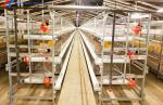 Modern Broiler Chicken Farming Equipment Automatic H Type Poultry Broiler Cage