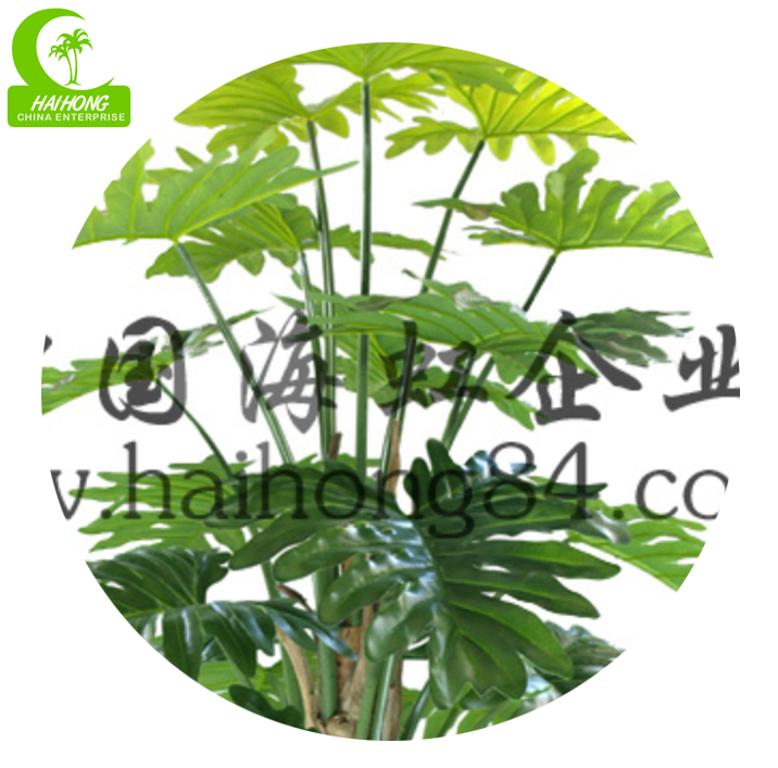 split philo plant