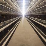 Locally Made Battery Chicken Cage Equipment 3-9tiers 650x625x500mm Size SONCAP