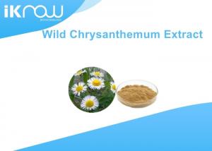 China Natural Wild Chrysanthemum Extract / Flos Chrysanthemi Indici Extract on sale