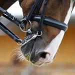Stainless Steel Jointed Bit Horse Chewing Mouth Roller Harness Bits Polished