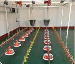 Poultry House Automatic Auger Feeding System Chicken Cage Feeder