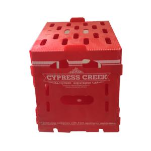 China Coroplast Pomegranate Packaging Box Mango Packing Boxes For Export factory