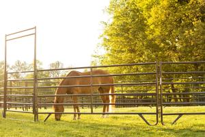 China Portable Corral Fence Galvanized Cattle Yard Horse Fence Panel Livestock Panels factory