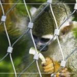 316 Material Animal Enclosure Stainless Steel Wire Rope Mesh for Zoo