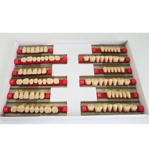 China Heraeus Form Dental Acrylic Resin Teeth With VITA Shade High Strength Flexibility factory