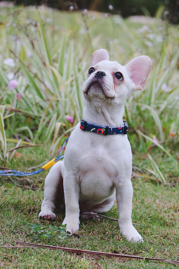 Soft Adjustable Wide Reflective Dog Collars With Name Plate Tag