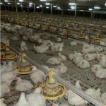3m Tube Poultry Farming Drinker And Feeder