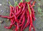 Stemless Erjingtiao Dried Chilis Sterilized Whole Chillies Pungent