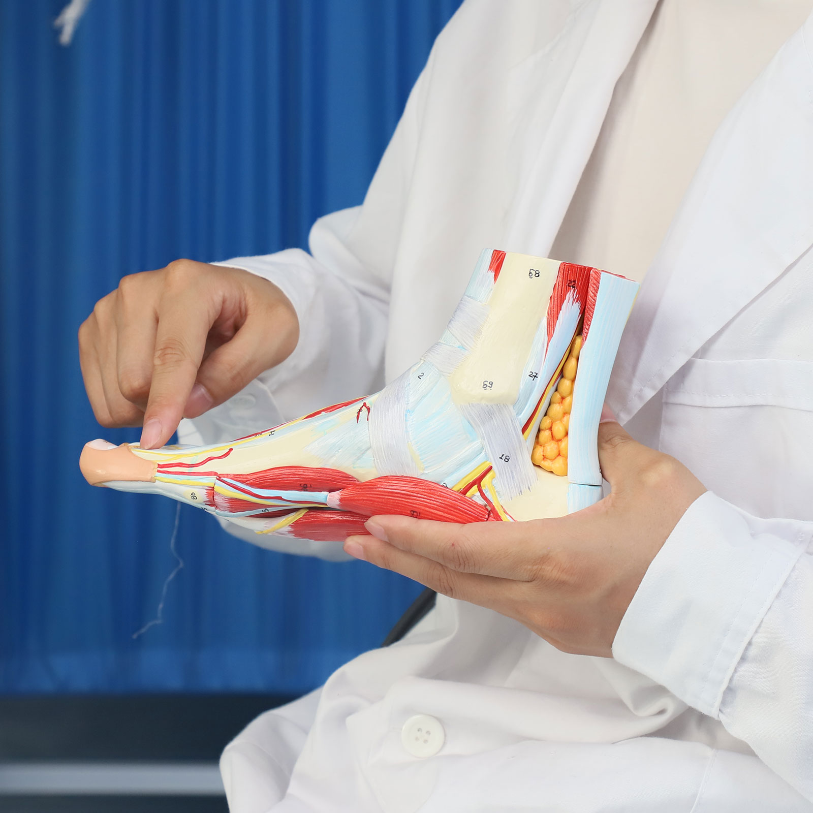 Life size Anotomy Didactic Research Medical School Campus Hospital Rehabilitation Treatment After Surgery Foot Ankle Model