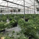 Inner Shading System DIY Light Dep Blackout Tarp Greenhouse 30-60m