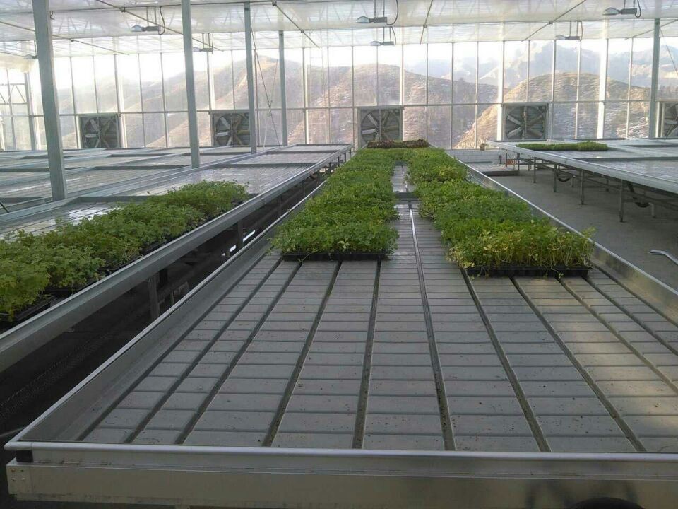Transparent Commercial Glass Greenhouse Good Light Transmission With Insulating