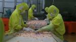 Shrimp processing production line, cooked shrimp cooking machine, sushi shrimp