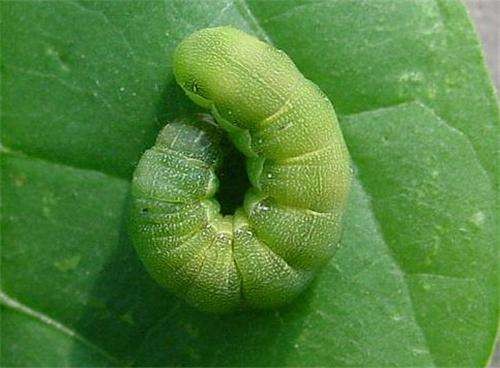 SeNPV Bt Bio Pesticide for Spodoptera & Plutella Control in Vegetables