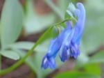 Corydalis Yanhusuo Extract, CAS No.: 10097-84-4;2934-97-6,Gynostemma Pentaphyliu