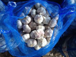 China China fresh garlic export to Ecuador with mesh bag. factory