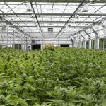 Medical Herbs Growing Commercial Automated Agriculture Poly Tunnel Light
