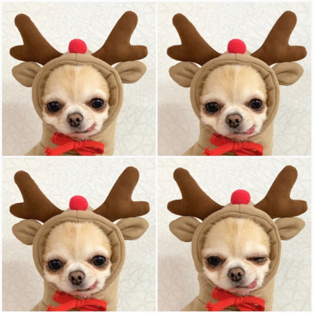 Autumn And Winter Cotton Plush Hooded Sweater For Pet