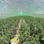 Roll Up Sides Ventilation Sustainable Hothouse High Tunnel Greenhouse for Farm