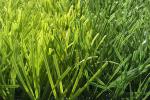 Abrasive Resistance Football Playground Synthetic Turf Outdoor Fast Delivery