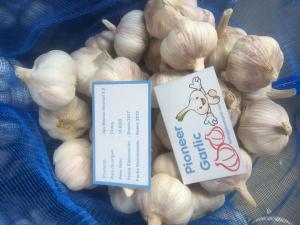 China HIGH QUALITY CHINA FRESH GARLIC factory