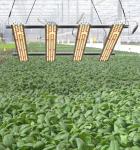 Seed Starting 660nm 150W 24''x24'' Led Grow Light Tube