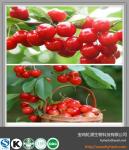 Hot selling in 2016 Acerola Cherry Extract 5:1
