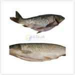 Tengsheng Rotated Shaving Fish Skin Cleaning Machine , Trout Fish Skin Peeling