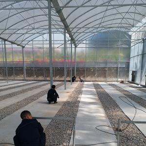 Excellent Natural Ventilation Sawtooth Greenhouse With Hot Dipped Galvanized