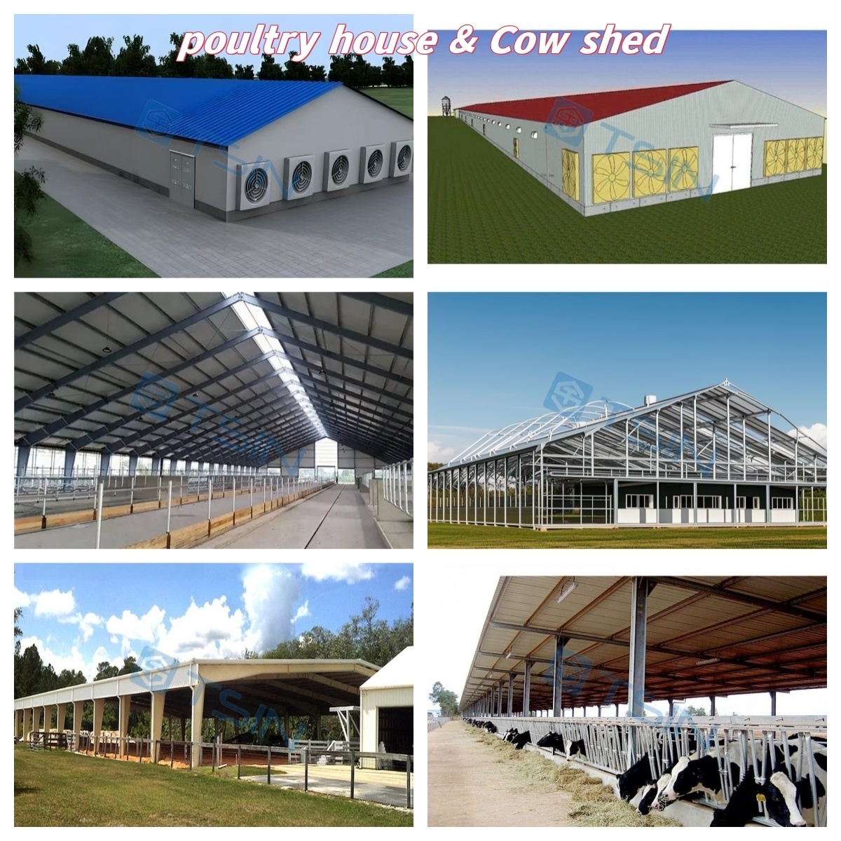 Interior view of prefabricated steel cow shed