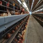 Egg Chicken Layer Farm Poultry Cage Manufacturer