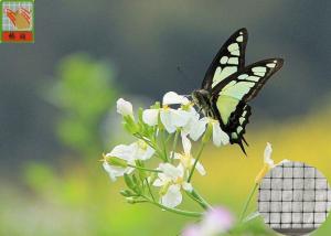 China Anti - Butterfly Garden Mesh Netting For Protect Crops And Vegetables 40g/Sqm factory