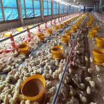 3kg 6kg 8kg Plastic Poultry Feeder Chicken Feeding Line Parts Yellow Red