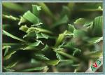 Monofilament Landscape Artificial Grass PU Coating Landscaping Fake Grass