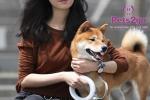 Waterproof ABS Size m Unbreakable Retractable Dog Leash