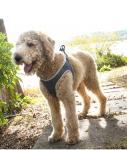 Fashionable Luxury Nice Quality Pet Vast Harness Fastness Walking Leashes For