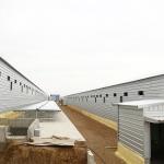 Multi Storey Prefab Steel Structure Building Chicken House